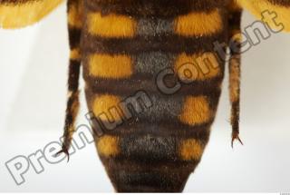 Death-head Hawkmoth - Acherontia atropos 0007